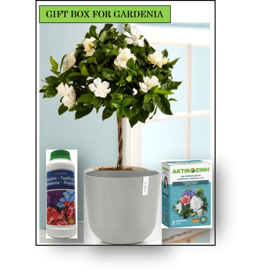 Gift Box for Gardenia 