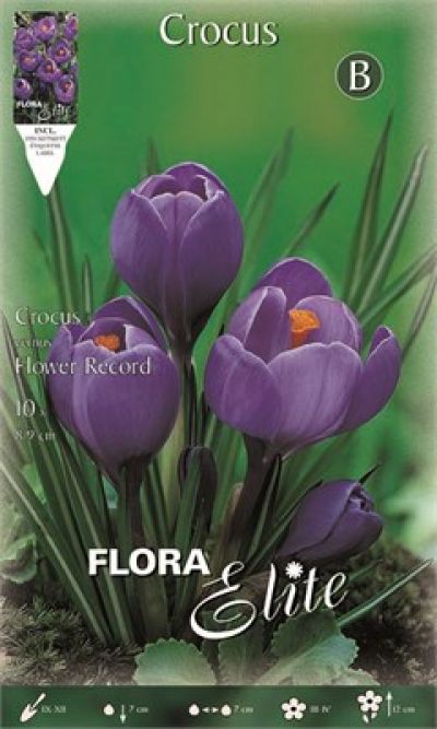  Βολβοί Κρόκος ΓΙΓΑΣ (ΦΑΚ. 10 τεμ) FLOWER RECORD (Φάκελος 10 τεμάχια)