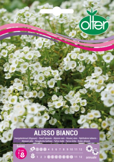 Άλισσος Λευκός – Alisso bianco