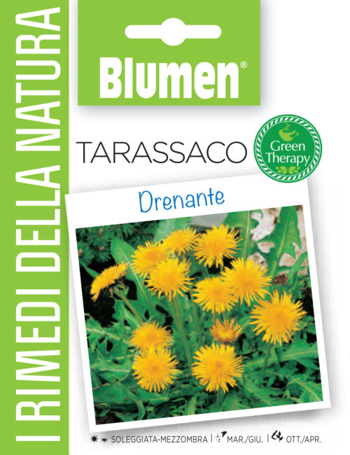 Πικραλίδα – Tarassaco