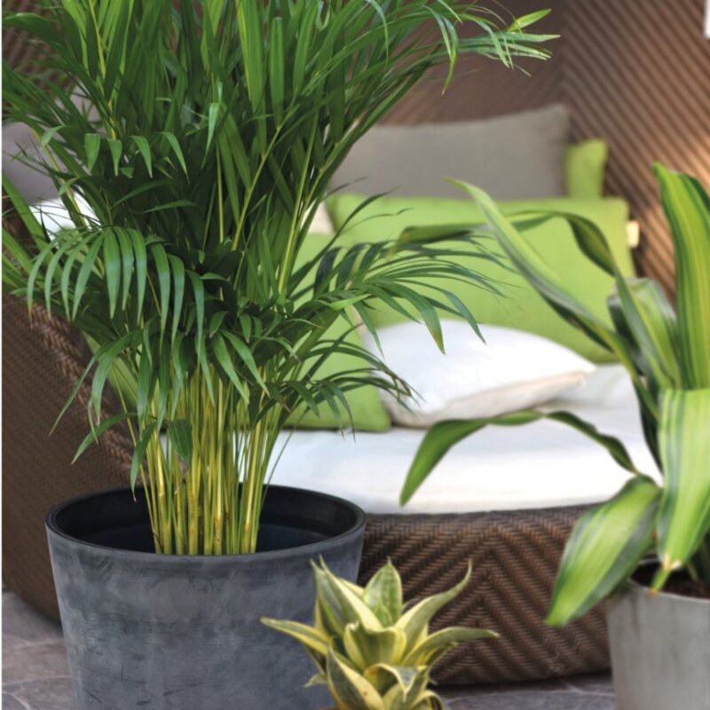 Πλαστική γλάστρα Nova vita (52,2 cm x 46,8 cm)