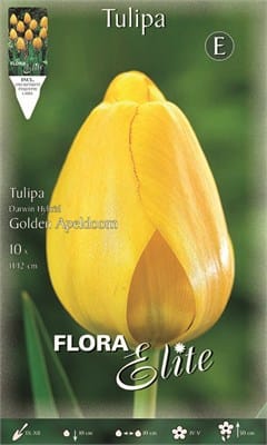 Βολβοί Τουλίπα Golden Apeldoorn (Φάκελος 10 τεμάχια )
