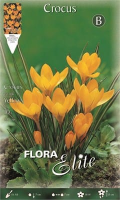 Βολβοί Κρόκος Γίγας Yellow (Φάκελος 10 τεμάχια )
