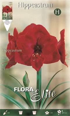 Βολβοί Αμαρυλλίδα Κόκκινη (Φάκελος 1 τεμάχιο)