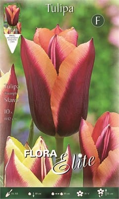 Βολβοί Τουλίπα Slawa (Φάκελος 10 τεμάχια )