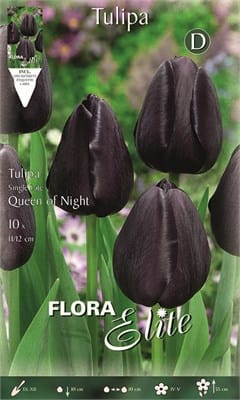 Βολβοί Τουλίπα Queen of Night (Φάκελος 10 τεμάχια)