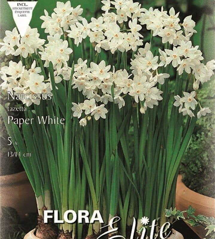 Βολβοί Νάρκισσος Paperwhite (Φάκελος 5 τεμάχια)