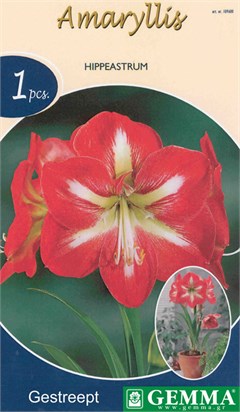 Βολβοί Αμαρυλλίδα Δίχρωμη πρεπαρέ 692932