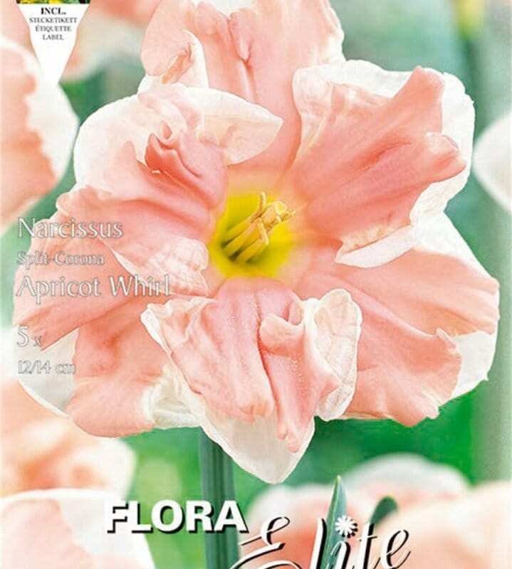 Βολβοί Νάρκισσος Apricot Whirl (Φάκελος 5 τεμάχια)