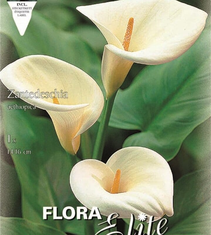 Κάλλα Aethiopica 785986