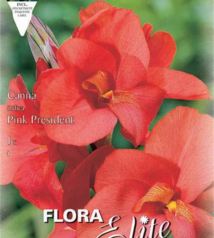 Κάννα pink president 787232