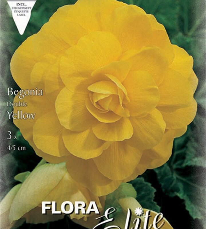 Μπιγόνια double yellow 808227