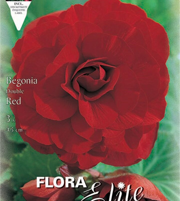 Μπιγόνια double red 807176