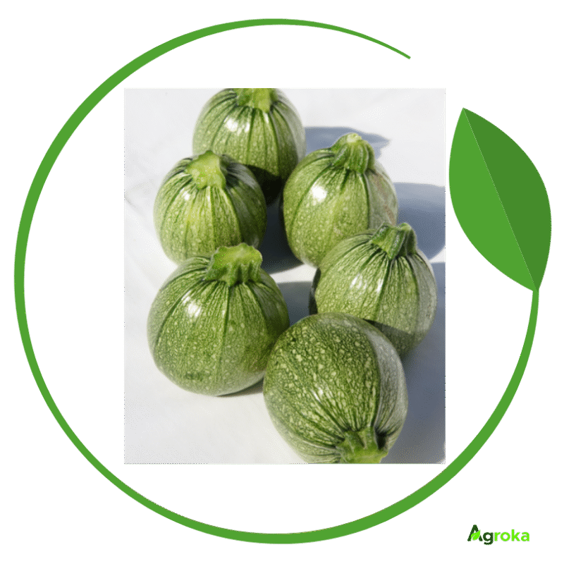 Σπόρος κολοκύθι BRICE φακ. 1000 σπόροι