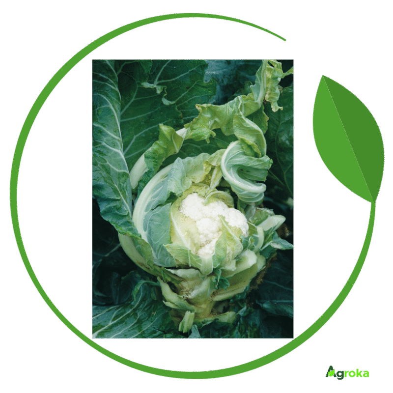 Σπόρος κουνουπίδι AMERIGO φακ. 2500 σπόροι