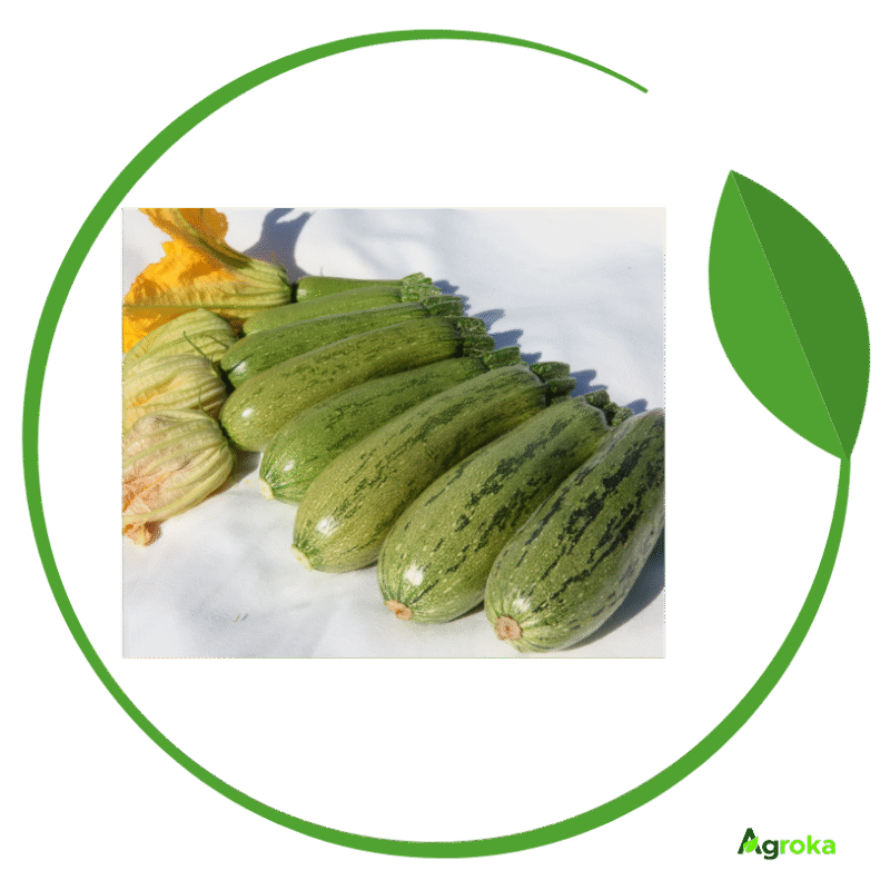 Σπόρος κολοκύθι DOLMAS φακ. 1000 σπόροι