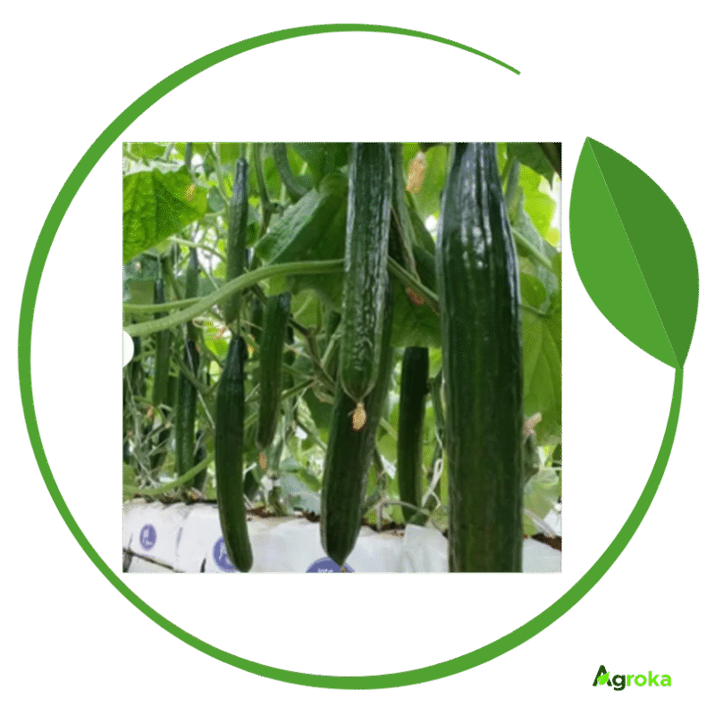 Σπόρος αγγούρι MAKEDON φακ. 500 σπόροι