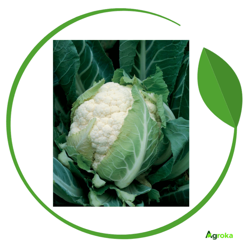 Σπόρος κουνουπίδι BRUCE φακ. 2500 σπόροι