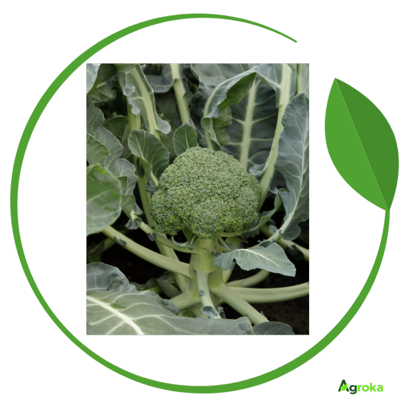 Σπόρος μπρόκολο MONRELLO φακ. 2500 σπόροι