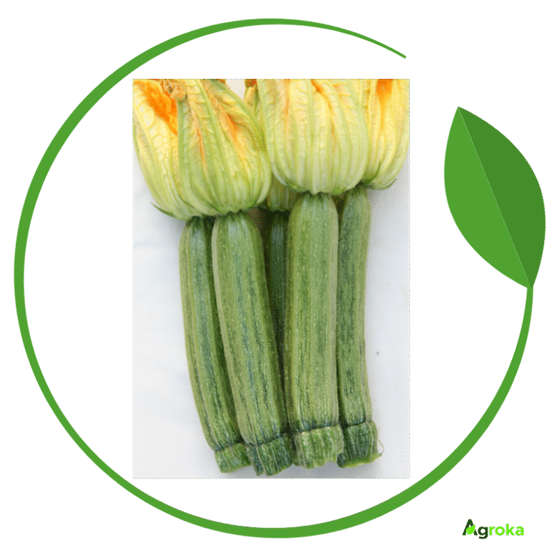 Σπόρος κολοκύθι ORTANO φακ. 1000 σπόροι