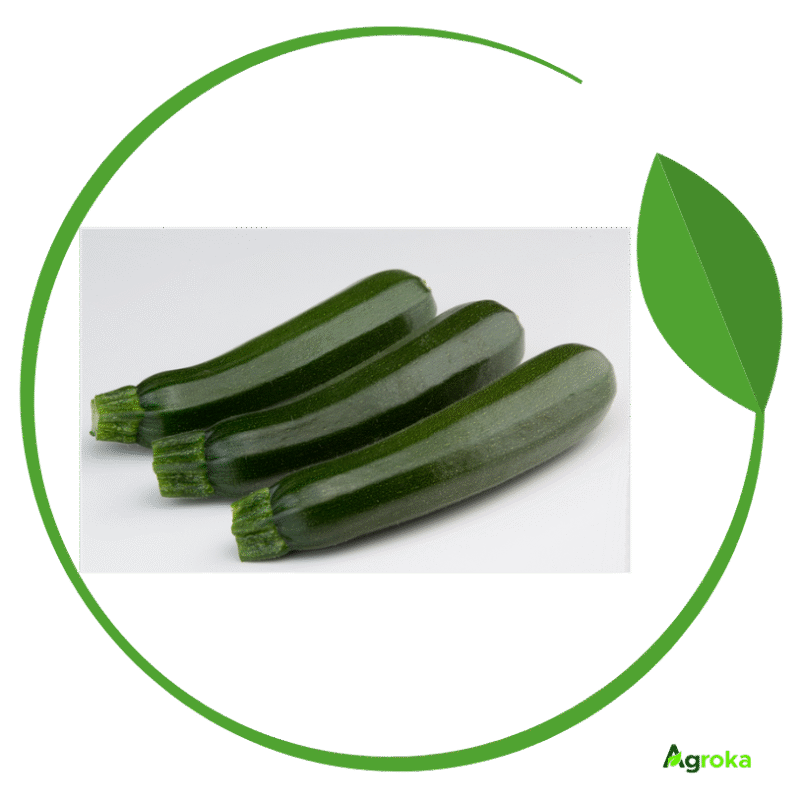 Σπόρος κολοκύθι LOGOS φακ. 1000 σπόροι