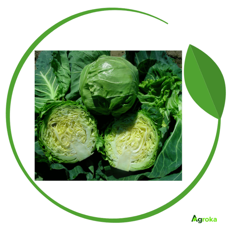 Σπόρος λάχανο KEVIN φακ. 2500 σπόροι