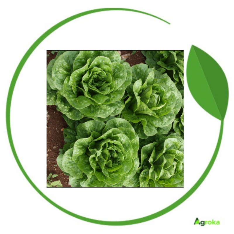 Mαρούλι Romaine Morales φακ. 5000 σπόρων