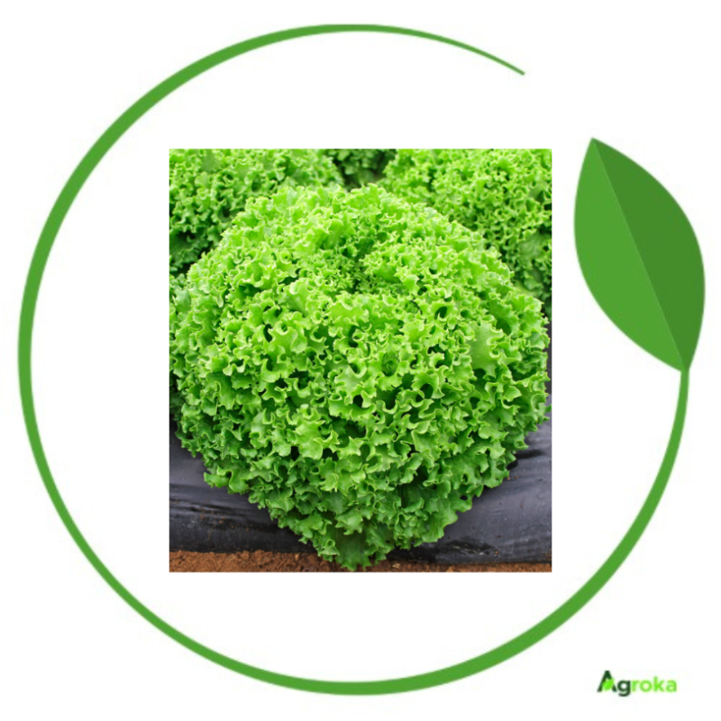 Mαρούλι Batavia Dragone φακ. 5000 σπόρων