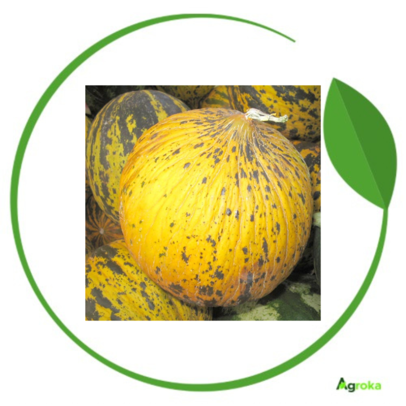 Πεπόνι Θρακιώτικο 20gr