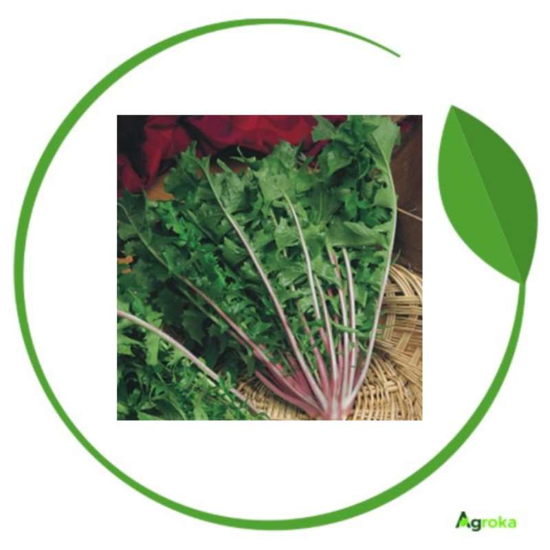 Ραδίκι άγριο κόκκινο 500 gr
