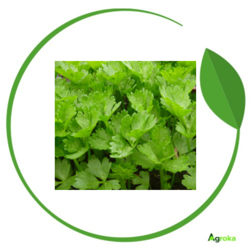 Σέλινο φυλλώδες Cutting  500gr