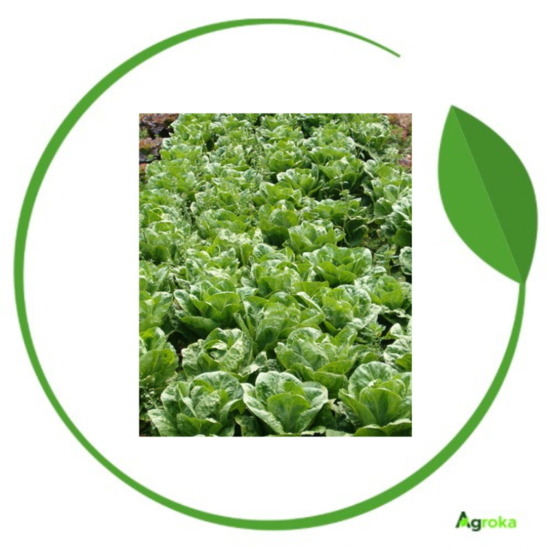 Μαρούλι cos parris island Ortis M.K. 500 gr