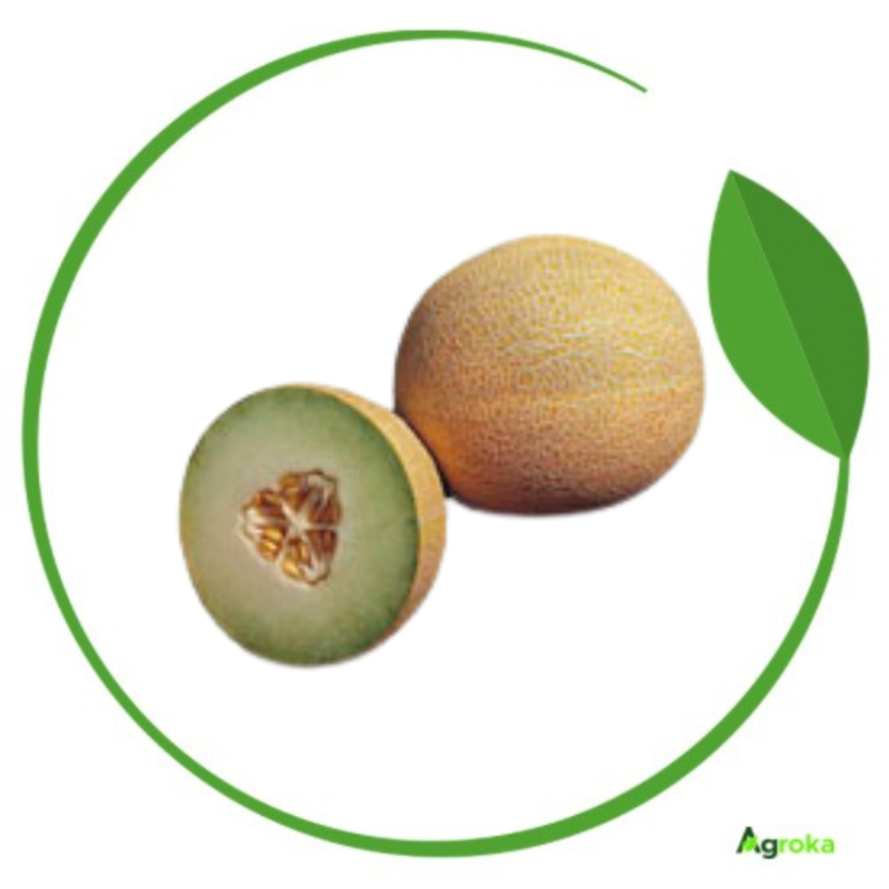 Σπόρος πεπόνι Lavigal F1 φακ. 500 σπόρων