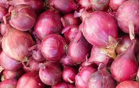 Σπόρος κρεμμύδι κόκκινο BRONZE D'AMPOSTA 500gr