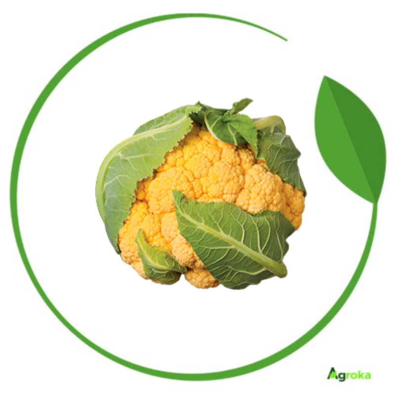 Σπόρος κουνουπίδι FLAME STAR φακ. 2500 σπόροι