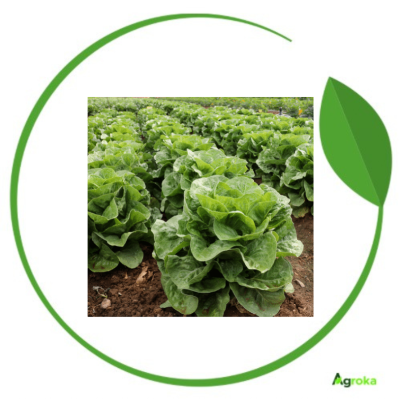 Σπόρος μαρούλι IKARINA επενδ/νος κονσ. 5000 σπόροι