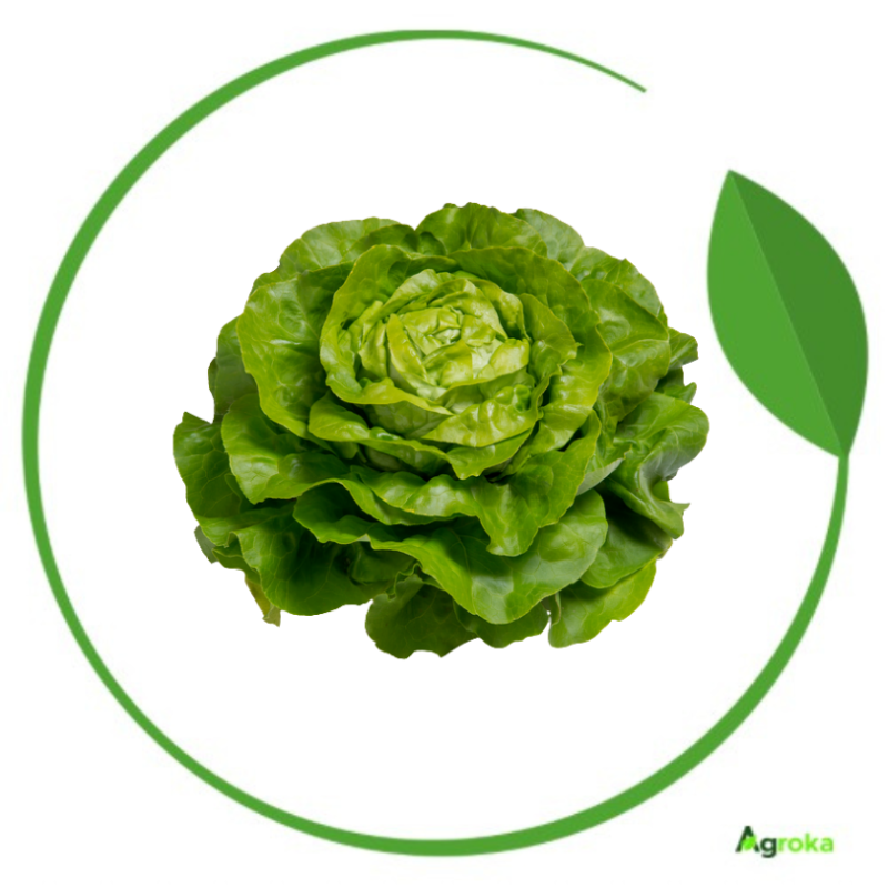 Σπόρος μαρούλι JULIAN επενδ/νος κονσ. 5000 σπόροι