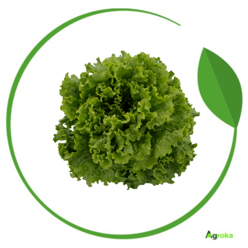 Σπόρος μαρούλι PAROLE επενδ/νος κονσ. 5000 σπόροι