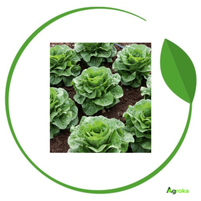 Σπόρος μαρούλι TYPICAL επενδ/νος κονσ. 5000 σπόροι