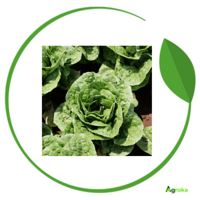 Σπόρος μαρούλι SIVNA επενδ/νος κονσ. 5000 σπόροι