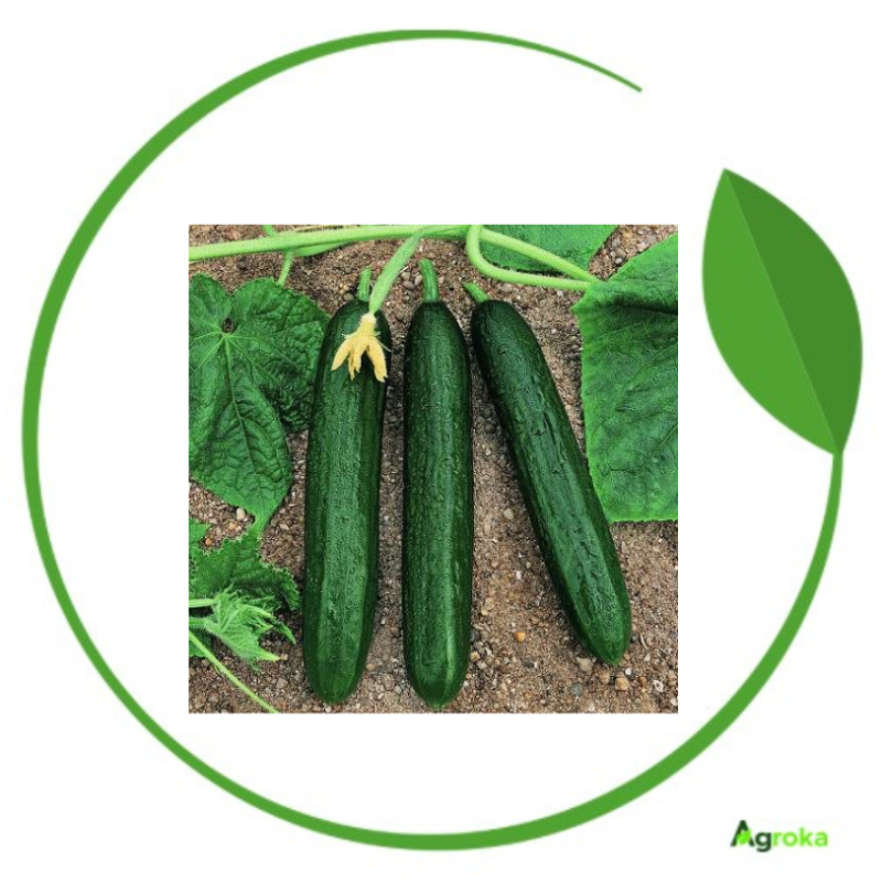 Σπόρος Αγγούρι κοντό MURAT F1 5000 seeds