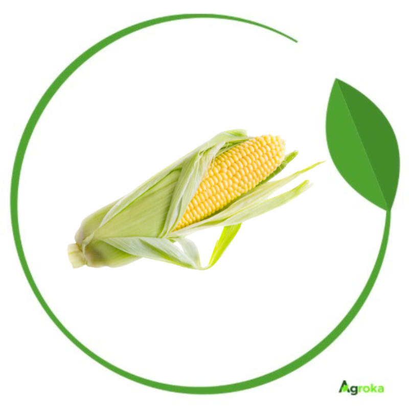 Καλαμπόκι γλυκό TURBO F1 XK 500GR