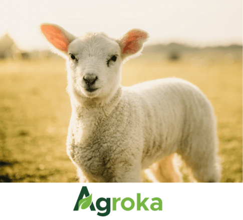 Φύραμα AGROKA παχύνσεως αμνοεριφίων 30kg