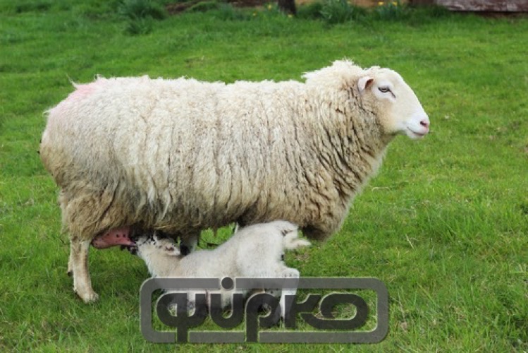 Φύραμα αιγοπροβάτων γαλακτοπαραγωγής ΦΥΡΚΟ Νο 33 30Kg