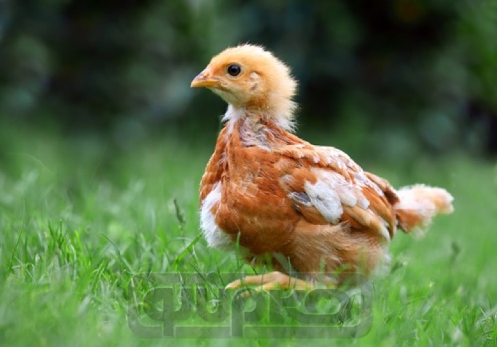 Φύραμα ορνίθων παχύνσεως Φύρκο Νο10 30Kg