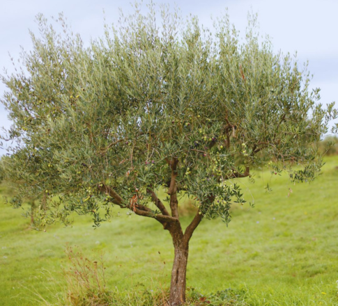 Η Φροντίδα της ελιάς μετά τη συγκομιδή