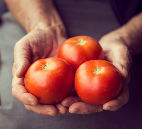 6 μυστικά για να καλλιεργήσουμε νόστιμες ντομάτες