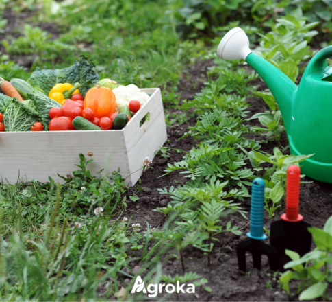 Ο Οδηγός του Μποστανιού: Όλα όσα Πρέπει να Ξέρεις για να Φτιάξεις τον Δικό σου Καλοκαιρινό Λαχανόκηπο