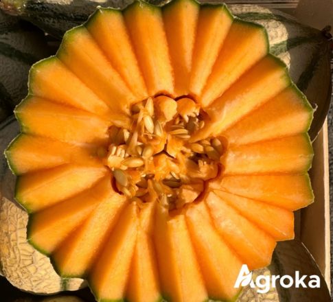 Αύγουστος στον κήπο: Οδηγός φροντίδας & συγκομιδής