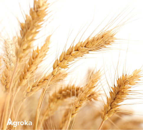 Διαφυλλική Λίπανση Σιτηρών